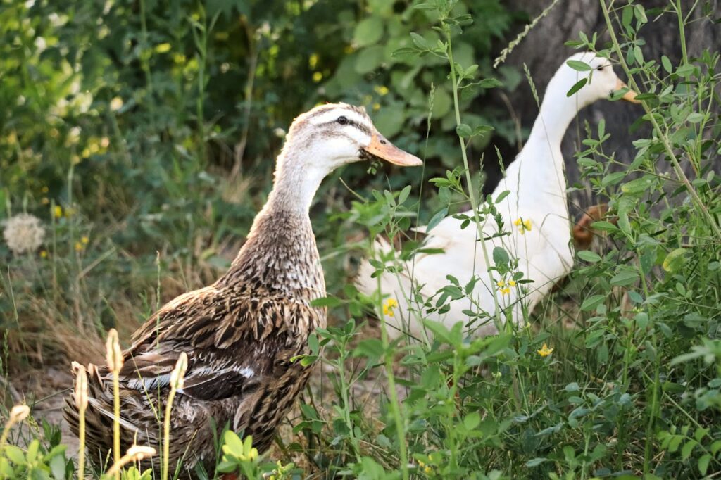 Flora dan fauna
